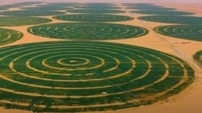 مشروع مستقبل مصر