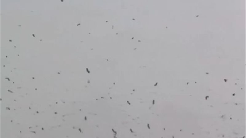 جانب من تحليق الغربان