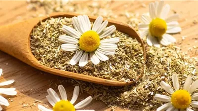 أبرزها البابونج والناردين.. أعشاب تدعم جودة النوم بشكل طبيعي 
