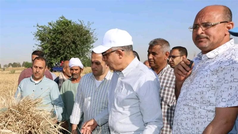 محصول القمح
