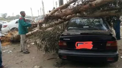 الرياح العاتية تتسبب في سقوط شجرة وتسحق سيارة ملاكي في حدائق القبة
