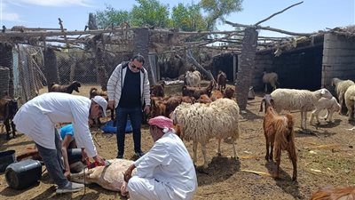 بحوث الصحراء ينظم برنامجًا تدريبيًا لدعم مربي الأغنام والماعز بشمال سيناء