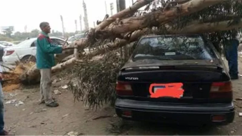 سقوط شجرة 