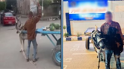 ضبط بائع خضروات لتعديه على دابة بالحجارة لحثها على السير في البحيرة
