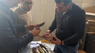ضبط 3 أطنان رنجة وتحرير 3 محاضر خلال حملات بيطرية مكثفة بالغربية
