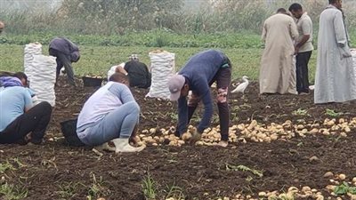  المنيا تتحدث.. أسرار البطاطس تكشف قوة مصر الإنتاجية