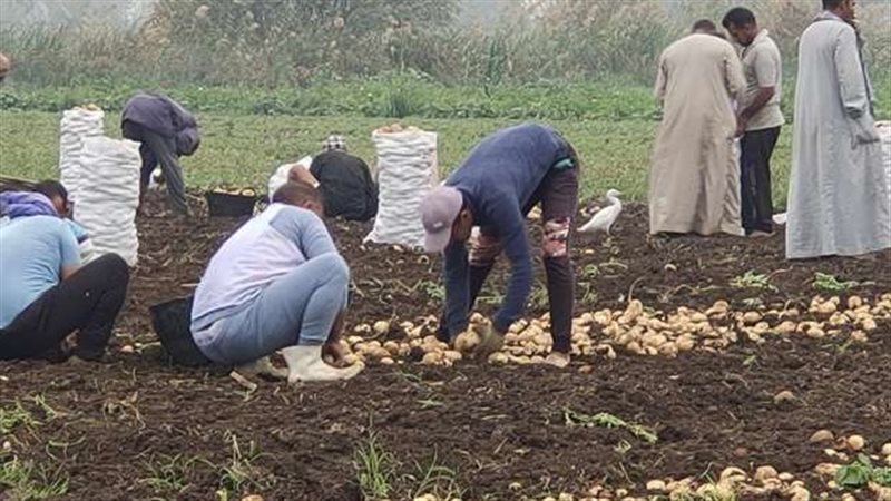 البطاطس