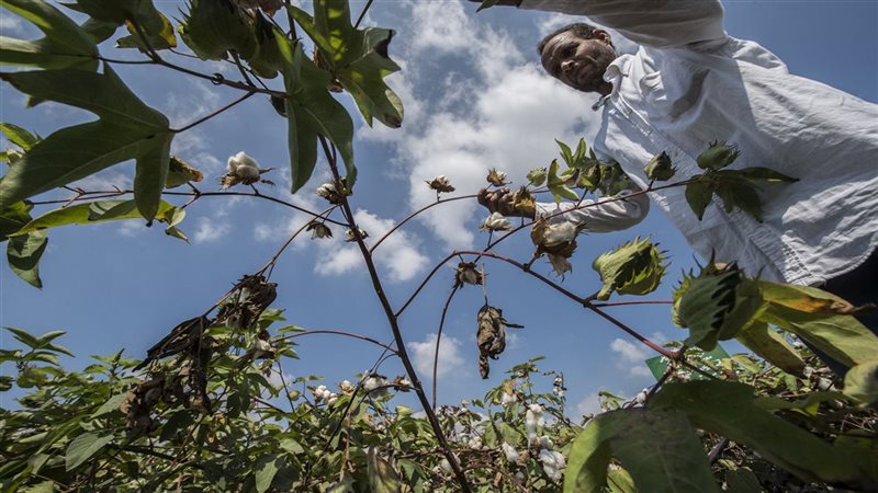 القطن 