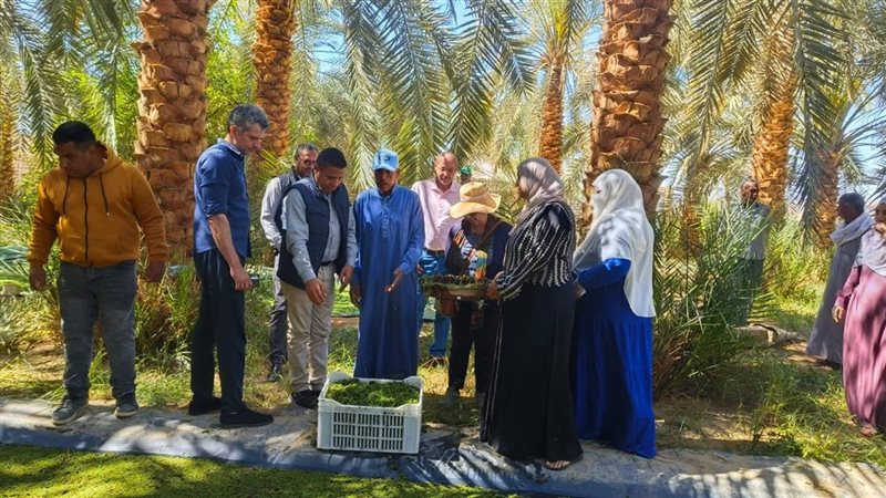 بحوث الصحراء 