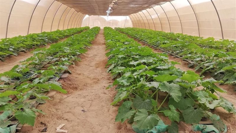 ارشيفية