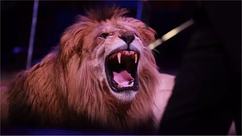 أسد 