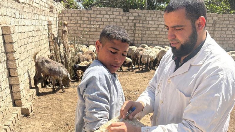  الحملة القومية لتحصين الماشية