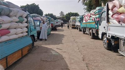 توريد أكثر من  1844 طن قمح للشون والصوامع خلال 4 أيام بسوهاج 