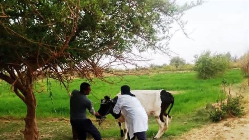 جانب من التحصين