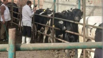 «الزراعة»: تحصين أكثر من 3 ملايين رأس ماشية ضد الجلد العقدي 