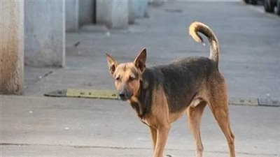 هل قتل الكلب أثناء إنقاذ إنسان عليه وزر؟.. أمين الفتوى يجيب