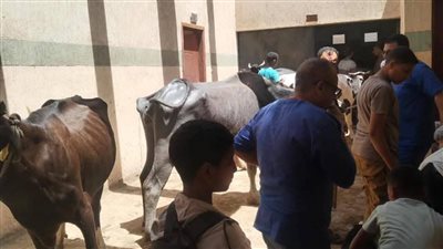 قوافل بيطرية مجانية في سوهاج.. فحص وعلاج 3150 حالة لدعم المربين 