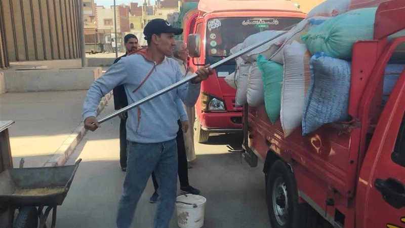 توريد القمح 