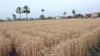 حين تتحول البذور لمشروع.. مبادرة تفتح باب الأمن الغذائي في المنيا
