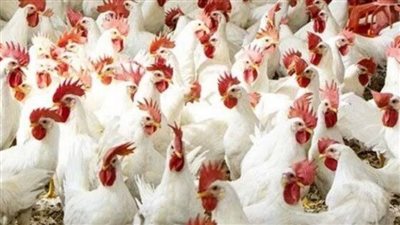 “الهرمونات أغلى من الفرخة”.. جمال شعبان يحسم الجدل حول سلامة الدواجن والبيض