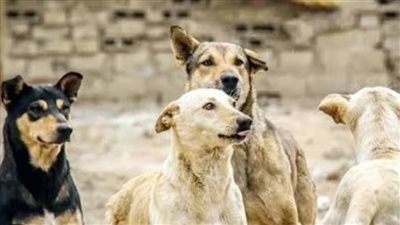 مطالب برلمانية بتعميم تجربة محافظة القاهرة لإنشاء ملاجئ للكلاب الضالة بكل المحافظات