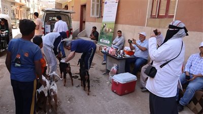 علاج 4,118 رأس ماشية مجانًا خلال أسبوع.. والقوافل البيطرية تجوب القرى باسيوط