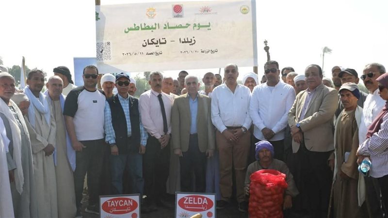 موسم حصاد البطاطس في المنيا 