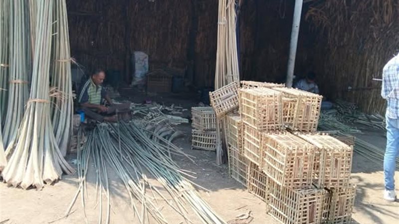 جريد النخل بقرية مياي
