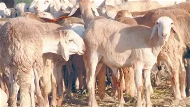 أرشيفية 