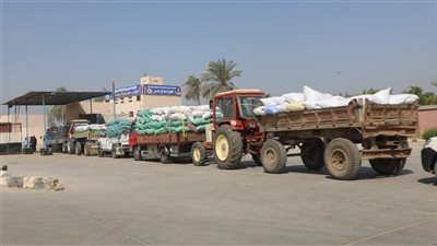 معدلات توريد القمح المحلي تواصل الارتفاع وتسجل 216 ألف طن بأسيوط