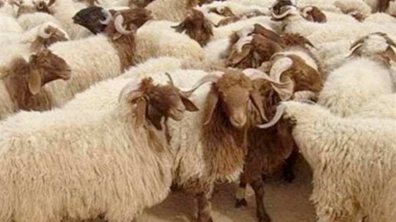 شروط الأضحية 