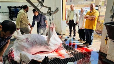 24 مجزر بالدقهلية على أتم الجاهزية لذبح أضاحي عيد الأضحى