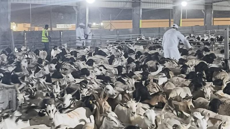 مشروعات الهدي والاضاحي