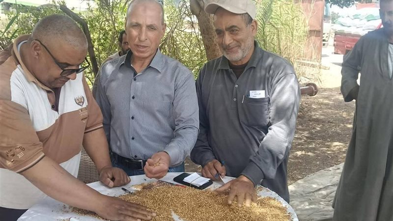 توريد القمح