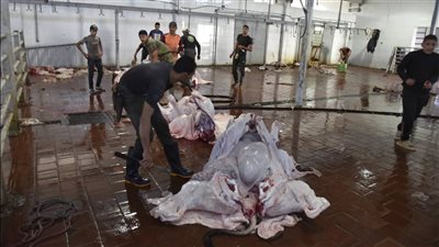 تفعيل المحاضر البيئية للذبح خارج المجازر ووضع خطة لتوفير المياه بالمجزر الآلي ببورسعيد 