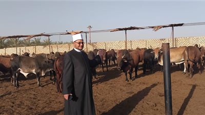  الأوقاف تتابع تجهيز الأضاحي بمجازر أبو سمبل استعدادا لعيد الأضحى المبارك
