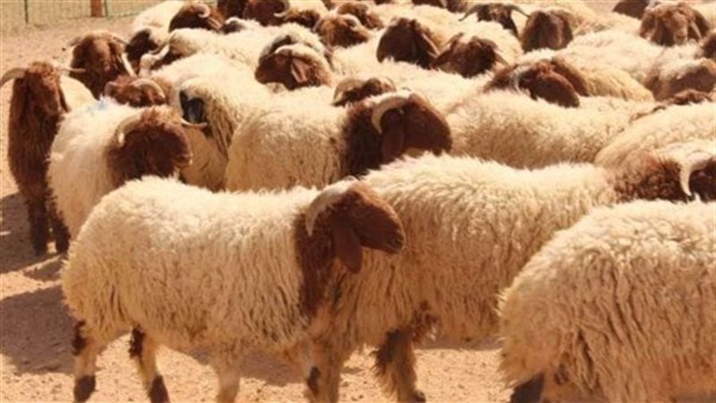 حكم ظهور عيب في الأضحية 