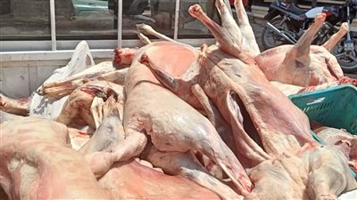 محافظة الجيزة تضبط 10 آلاف كجم من اللحوم ومصنعات الدواجن الفاسدة