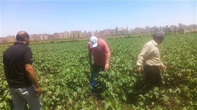 متابعة مستمرة للمحاصيل الصيفية وتقديم الدعم للمزارعين لزيادة الإنتاجية بأسيوط