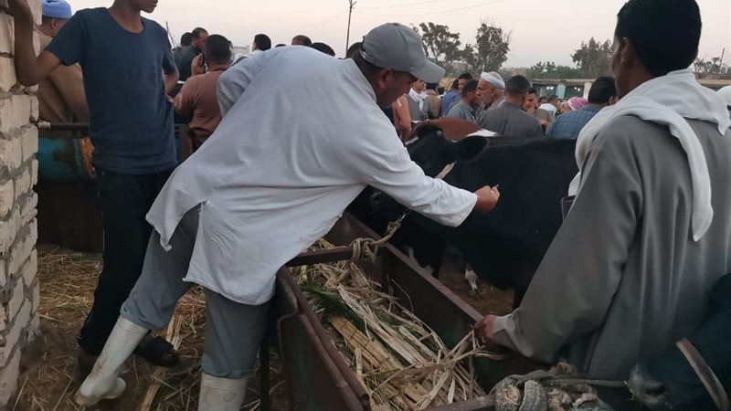 تحصين المواشي 