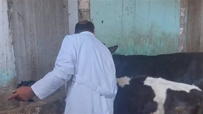 تحصين 127 ألف رأس ماشية ضمن الحملة القومية ضد الحمى القلاعية بالمنيا