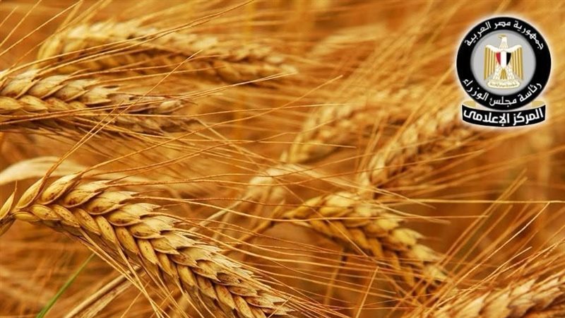 موسم توريد القمح