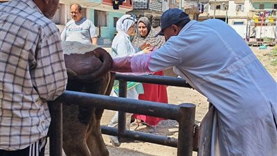 الزراعة: تلقيح أكثر من 38 ألف رأس ماشية خلال مايو ضمن خطة تحسين السلالات وزيادة الإنتاج