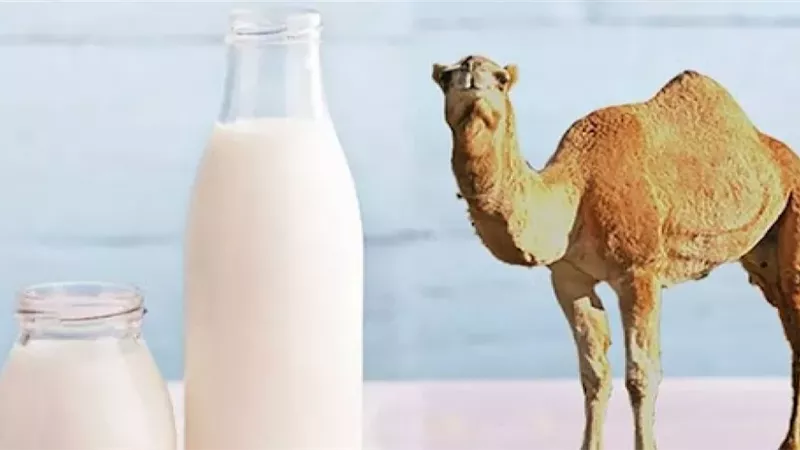 حليب الإبل 