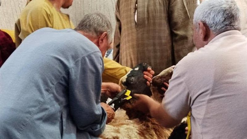 اسيوط