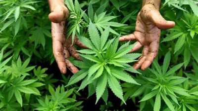 ضبط تجار سلاح دون ترخيص ومواد مخدرة في محافظة المنيا