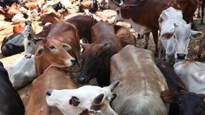 «التموين» تعلن: 5 آلاف رأس ماشية سودانية تدخل مصر خلال أيام