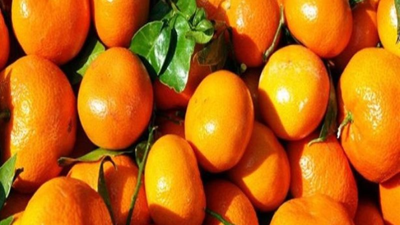 اليوسفي مصري