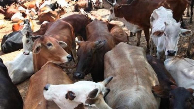 ماشية سودانية في الحجر الصحي على الحدود المصرية