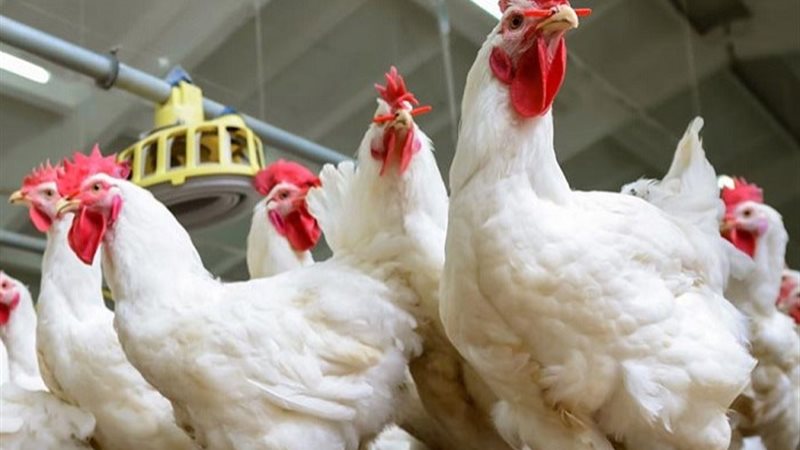 الدواجن -أرشيفية